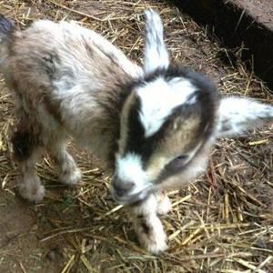 Meet your Posher, Monty